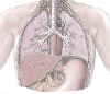 Investigative protocols of the pathways and pathogenesis of disease. 